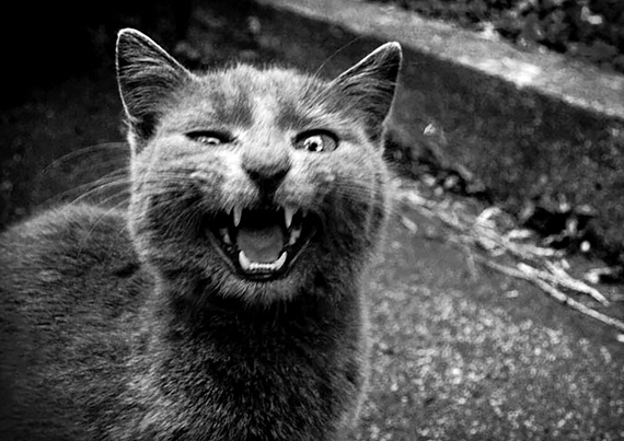 © Milica Macanović